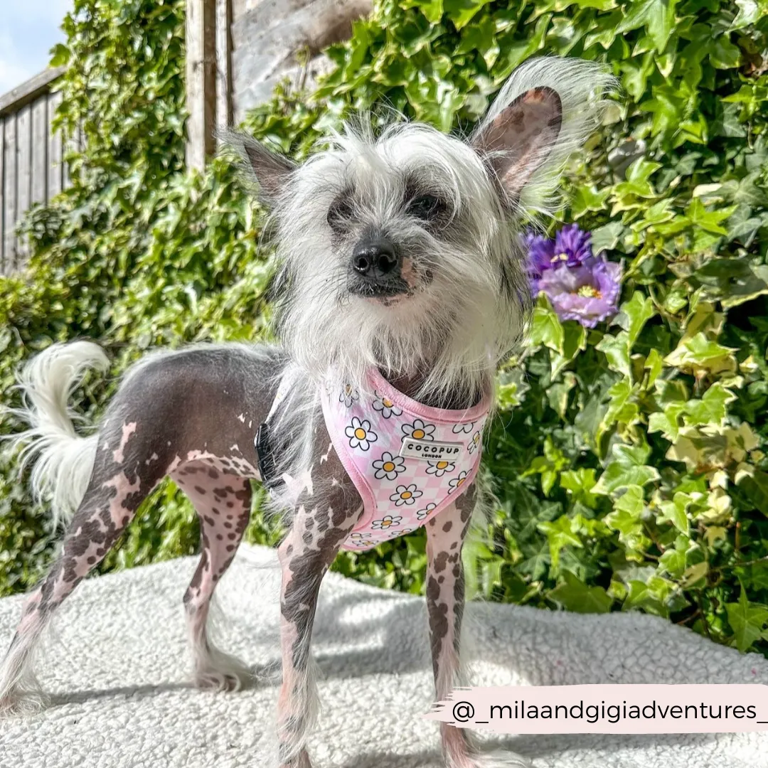 Daisy Gingham Rave Adjustable Neck Harness